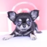 チワワ(ロング)