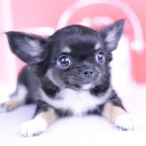 チワワ(ロング)