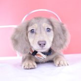 カニンヘンダックスフンド(ロング)