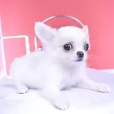 チワワ(ロング)