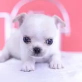 チワワ(スムース)