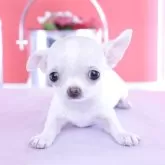 チワワ(スムース)