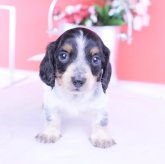 ミニチュアダックスフンド(ロング)