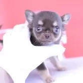 チワワ(ロング)