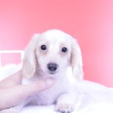 カニンヘンダックスフンド(ロング)