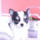 チワワ(ロング)