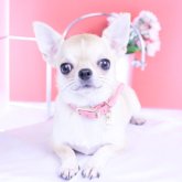 チワワ(スムース)