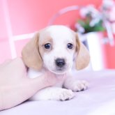 ミニチュアダックスフンド(スムース)