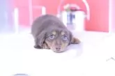 カニンヘンダックスフンド(ロング)【愛知県・男の子・2025年5月18日・チョコタン】の写真8