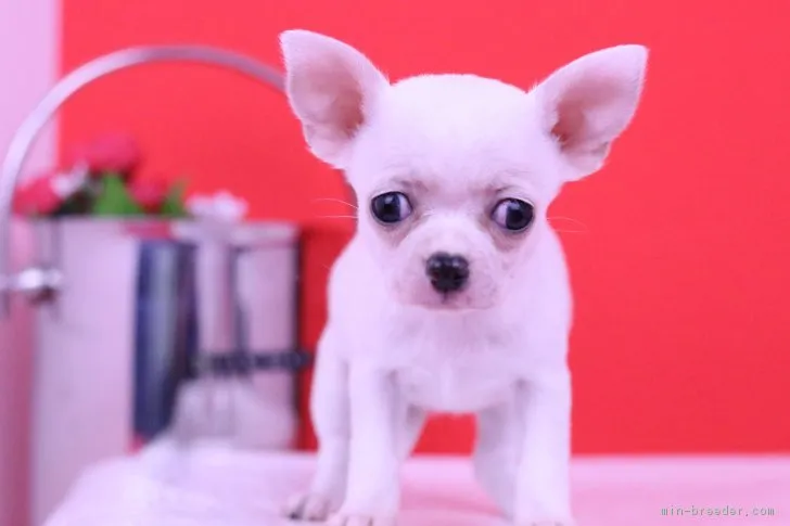 ID：1810-03230の子犬