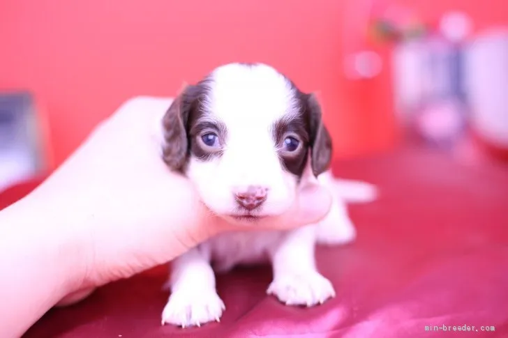 ID:2002-02262の子犬