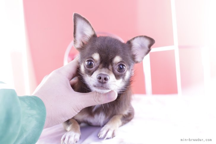 チワワ(スムース)【・女の子・2021年7月7日・チョコタン】