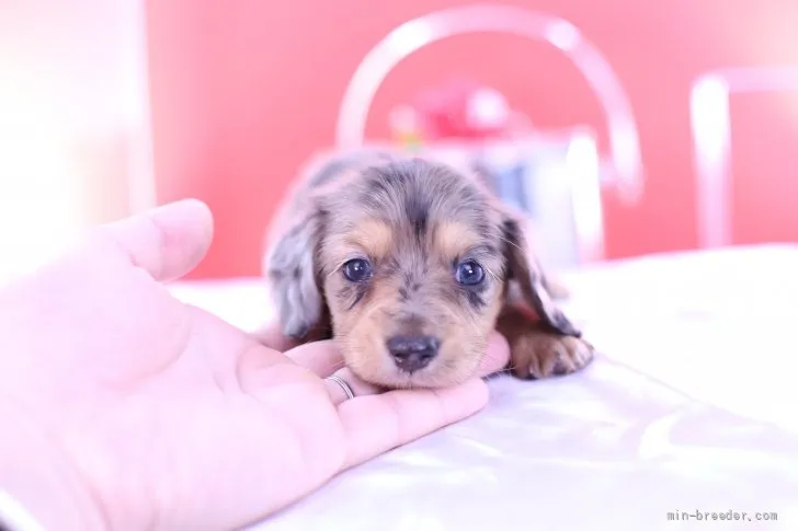 ID：2109-01020の子犬