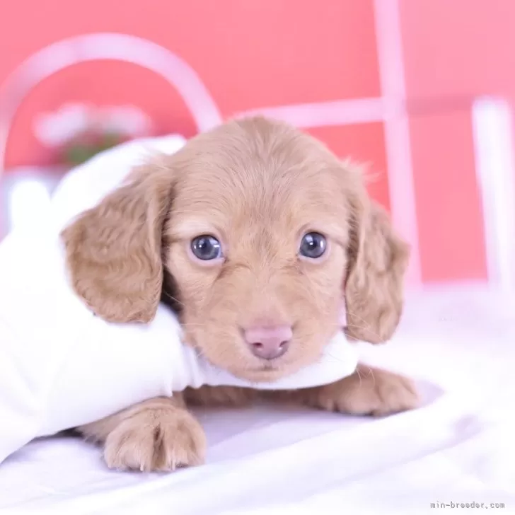 ID：2404-02187の子犬