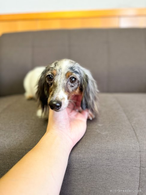 カニンヘンダックスフンド(ロング)【・女の子・2023年8月17日・シルバーダップルパイボールド】