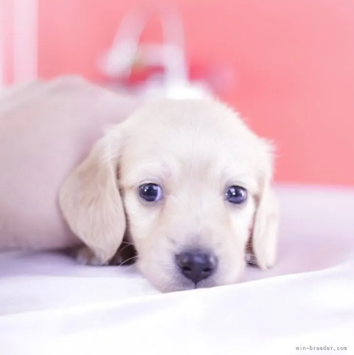 ID：2309-02039の子犬
