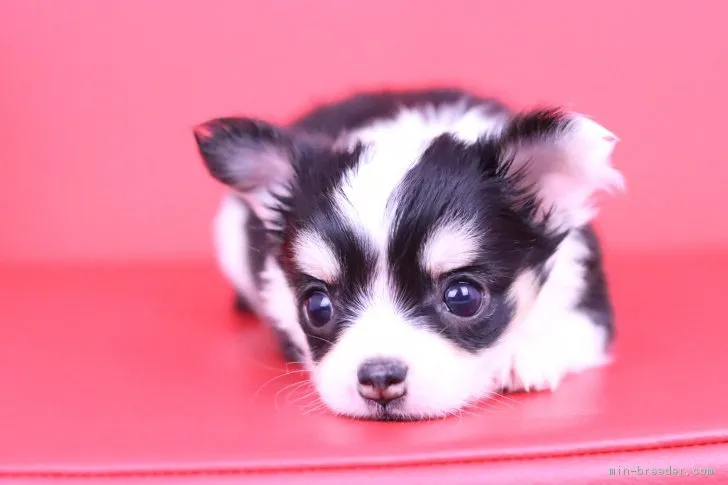ID:1807-01596の子犬