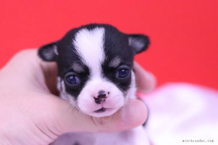 ID：1810-03234の子犬