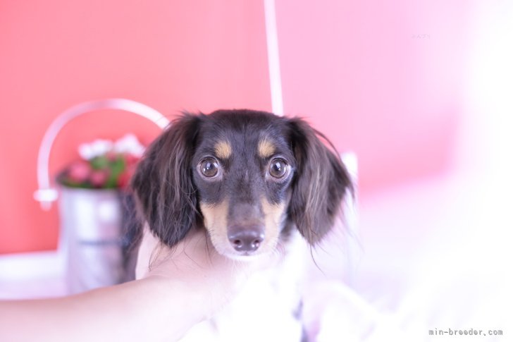 ミニチュアダックスフンド(ロング)【・女の子・2022年9月30日・チョコタンパイボールド】