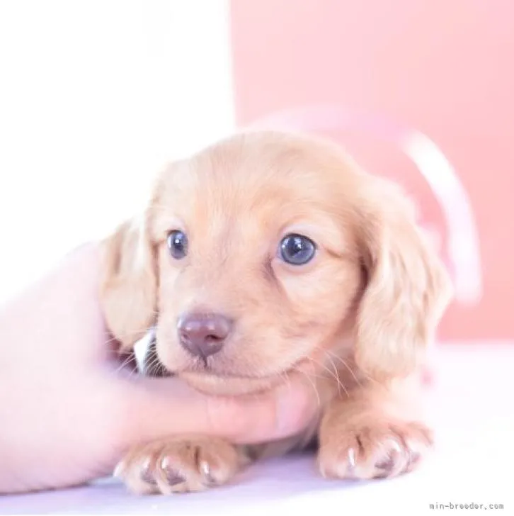 ID：2211-03753の子犬