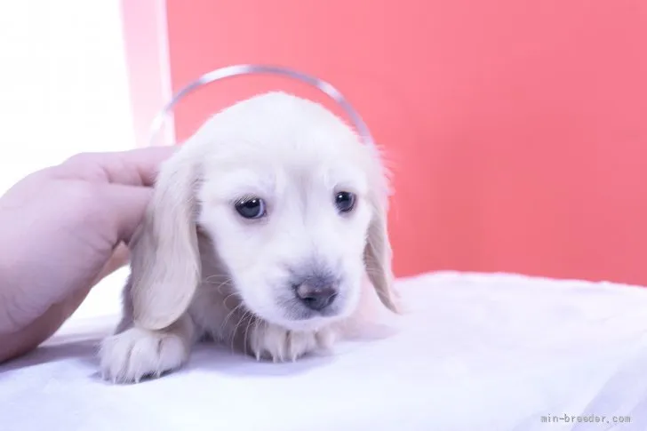 ID:2202-00577の子犬