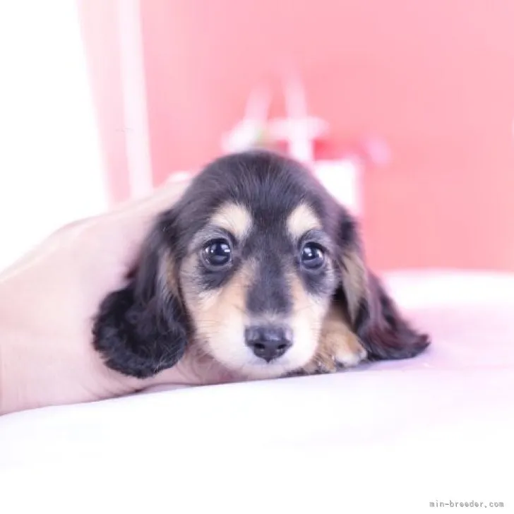 ID：2309-02038の子犬