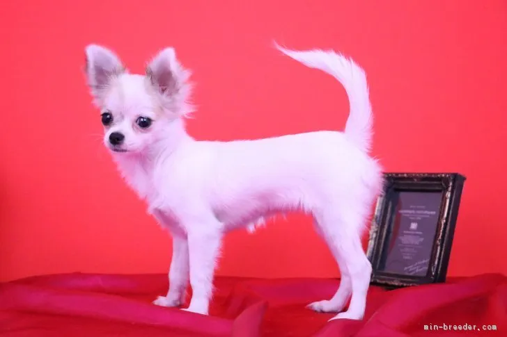 ID：1806-01609の子犬