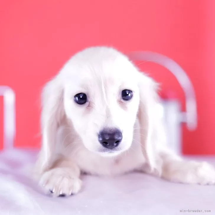 ID：2408-06837の子犬