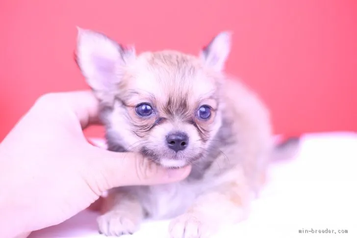 ID：1904-01153の子犬