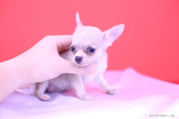 ID:1908-02093の子犬
