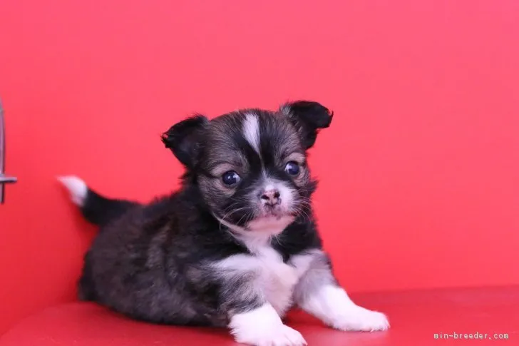 ID：1806-01614の子犬