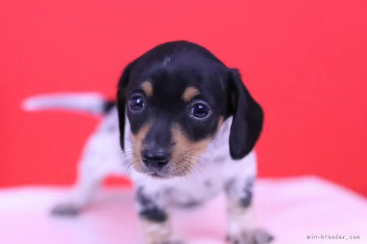 ID：1812-00455の子犬