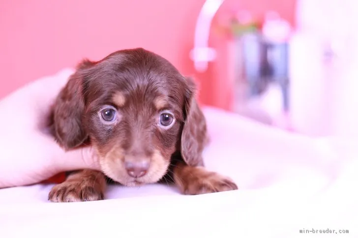 ID:2011-01523の子犬