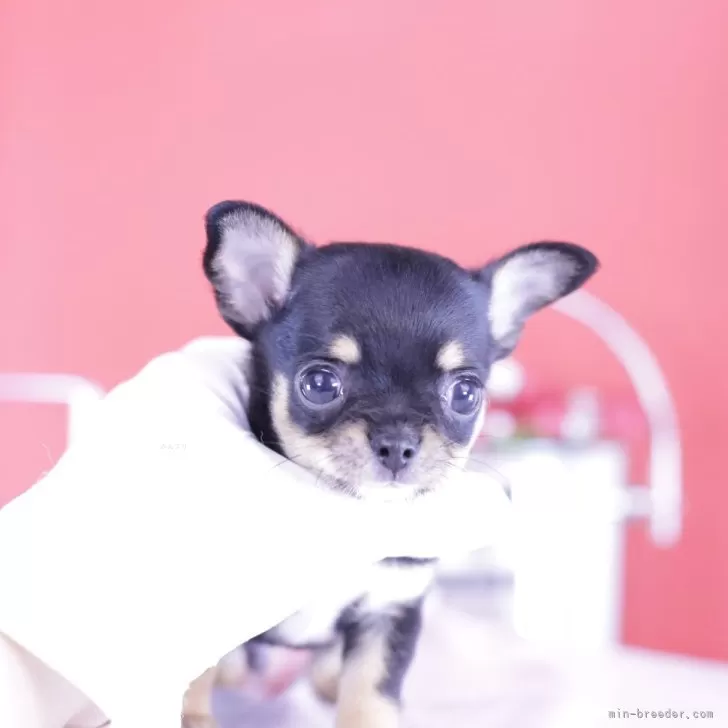 ID：2409-07602の子犬