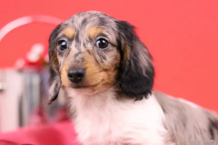 ID：1804-02514の子犬