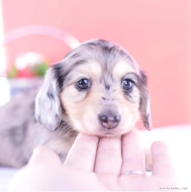 ID：2211-04449の子犬