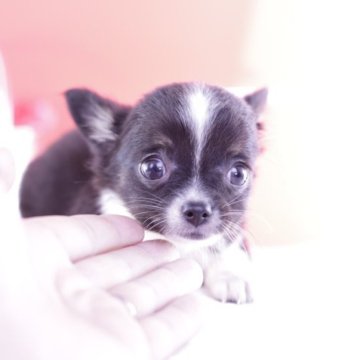 チワワ(ロング)【愛知県・女の子・2023年6月7日・ブラックタン&ホワイト】の写真「可愛い❤️PRA安心」