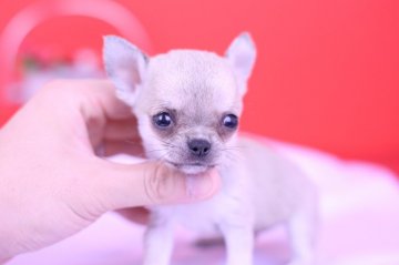 チワワ(スムース)【愛知県・男の子・2019年7月1日・レッド】の写真「❤️父JKCチャンピオン PRA発症しません」
