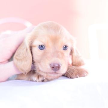 カニンヘンダックスフンド(ロング)【愛知県・男の子・2022年10月24日・ゴールド】の写真「かわいー❤️父JKCチャンピオンの息子」