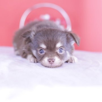 チワワ(ロング)【愛知県・男の子・2024年8月27日・チョコタン】の写真「チワワアワード全国１～３位💗計１２冠」