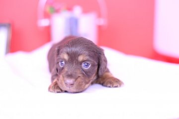 カニンヘンダックスフンド(ロング)【愛知県・男の子・2020年2月22日・チョコタン】の写真「かわいー❤️PRA発症しません」
