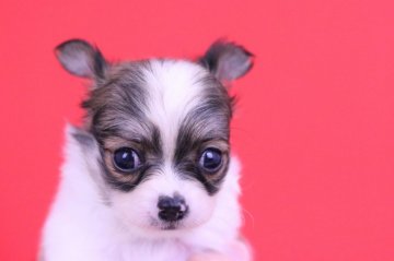 チワワ(ロング)【愛知県・女の子・2018年5月3日・ホワイト&レッド】の写真「可愛い❤️」