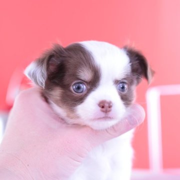 チワワ(ロング)【愛知県・男の子・2023年12月7日・ホワイト&チョコタン】の写真「母JKCチャンピオンの娘💗PRAクリア」