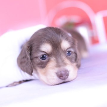 ミニチュアダックスフンド(ロング)【愛知県・男の子・2024年3月5日・チョコイエロー】の写真「父カニヘン＆JKCチャンピオン直子💗」