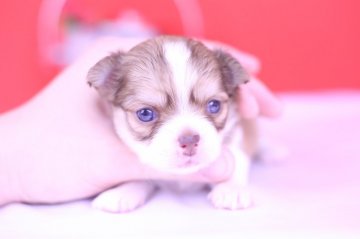 チワワ(ロング)【愛知県・女の子・2019年5月27日・チョコフォーン&ホワイト】の写真「かわいー❤️PRA発症しません」