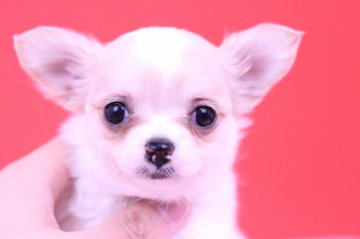 チワワ(ロング)【愛知県・女の子・2018年10月2日・ホワイト&クリーム】の写真「かわいー❤️」