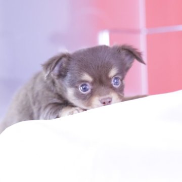 チワワ(ロング)【愛知県・男の子・2024年8月27日・チョコタン】の写真「チワワアワード全国１～３位💗計１２冠」