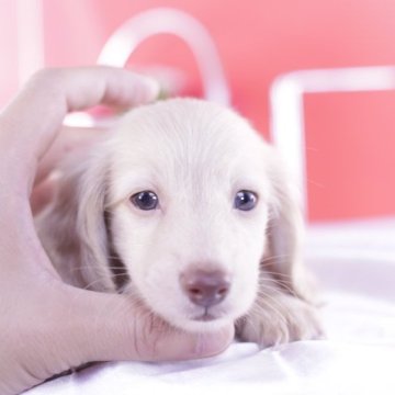 カニンヘンダックスフンド(ロング)【愛知県・男の子・2023年5月7日・イエロー】の写真「父JKCチャンピオン❤️母は2.3kg極小」