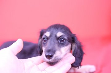 カニンヘンダックスフンド(ロング)【愛知県・男の子・2019年12月5日・ブラックイエロー】の写真「かわゆす💗ハイレベル血統💗PRAクリア」