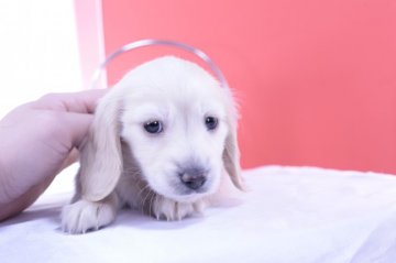 ミニチュアダックスフンド(ロング)【愛知県・女の子・2021年12月15日・イエロー】の写真「PRAクリア❤️父カニヘンJKCチャンピオン」